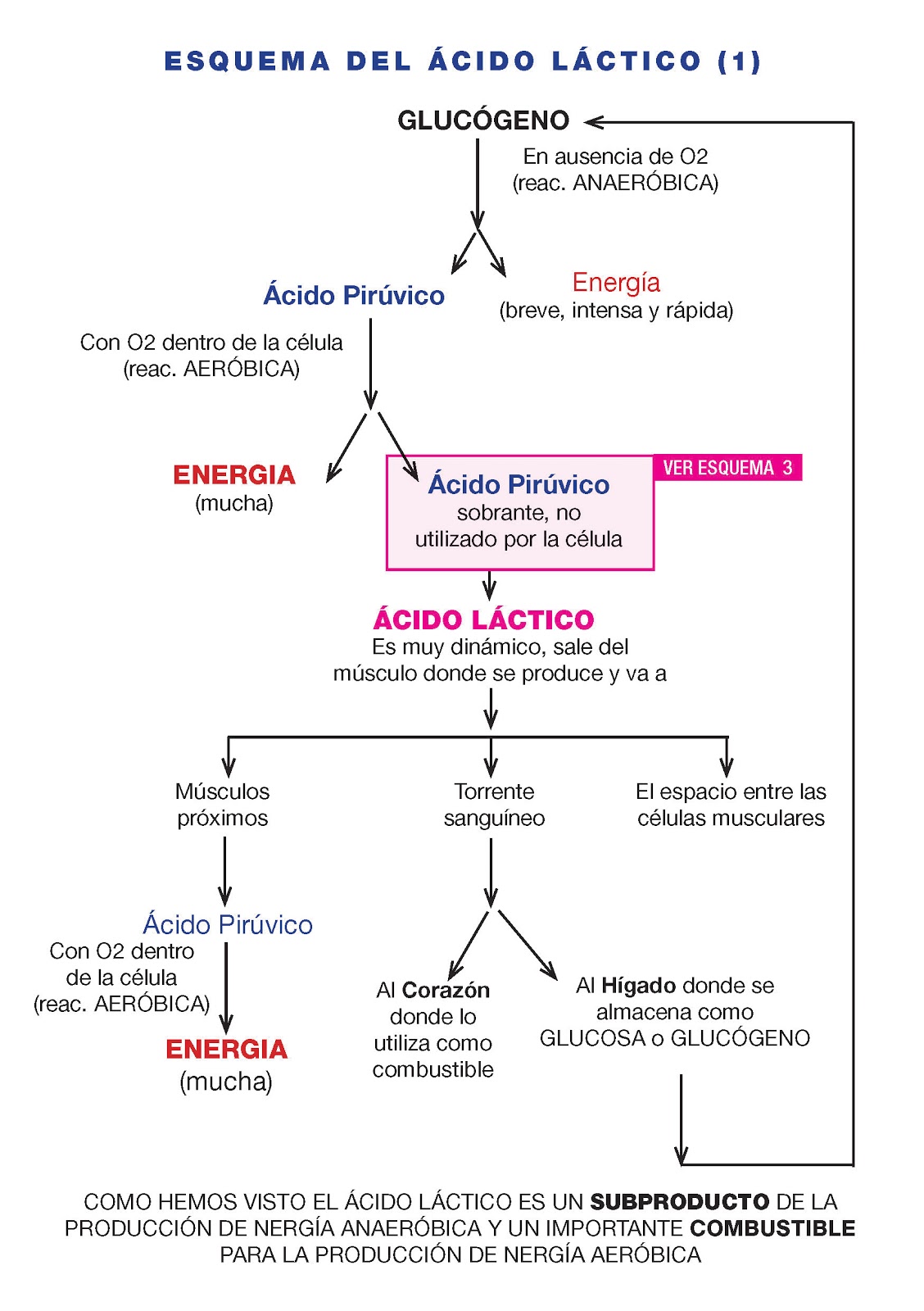 Como se produce acido lactico en el cuerpo